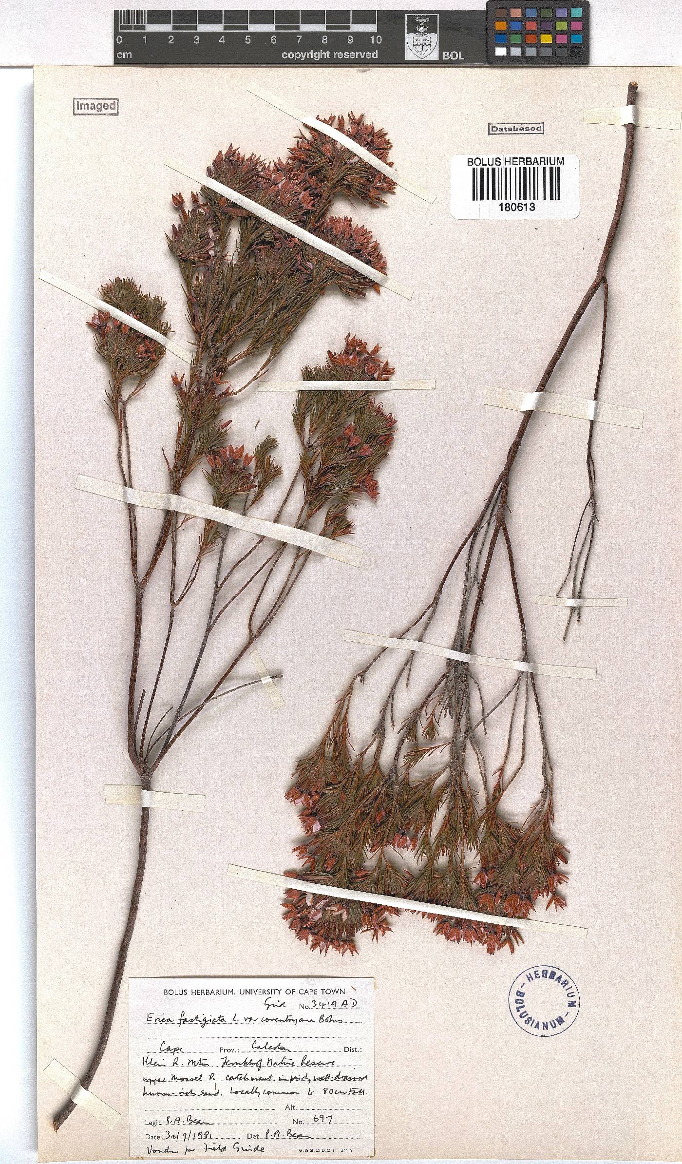 Erica fastigiata image