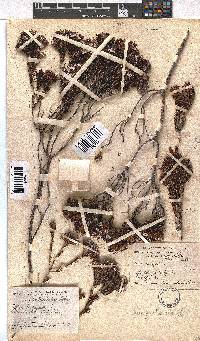 Erica fastigiata image