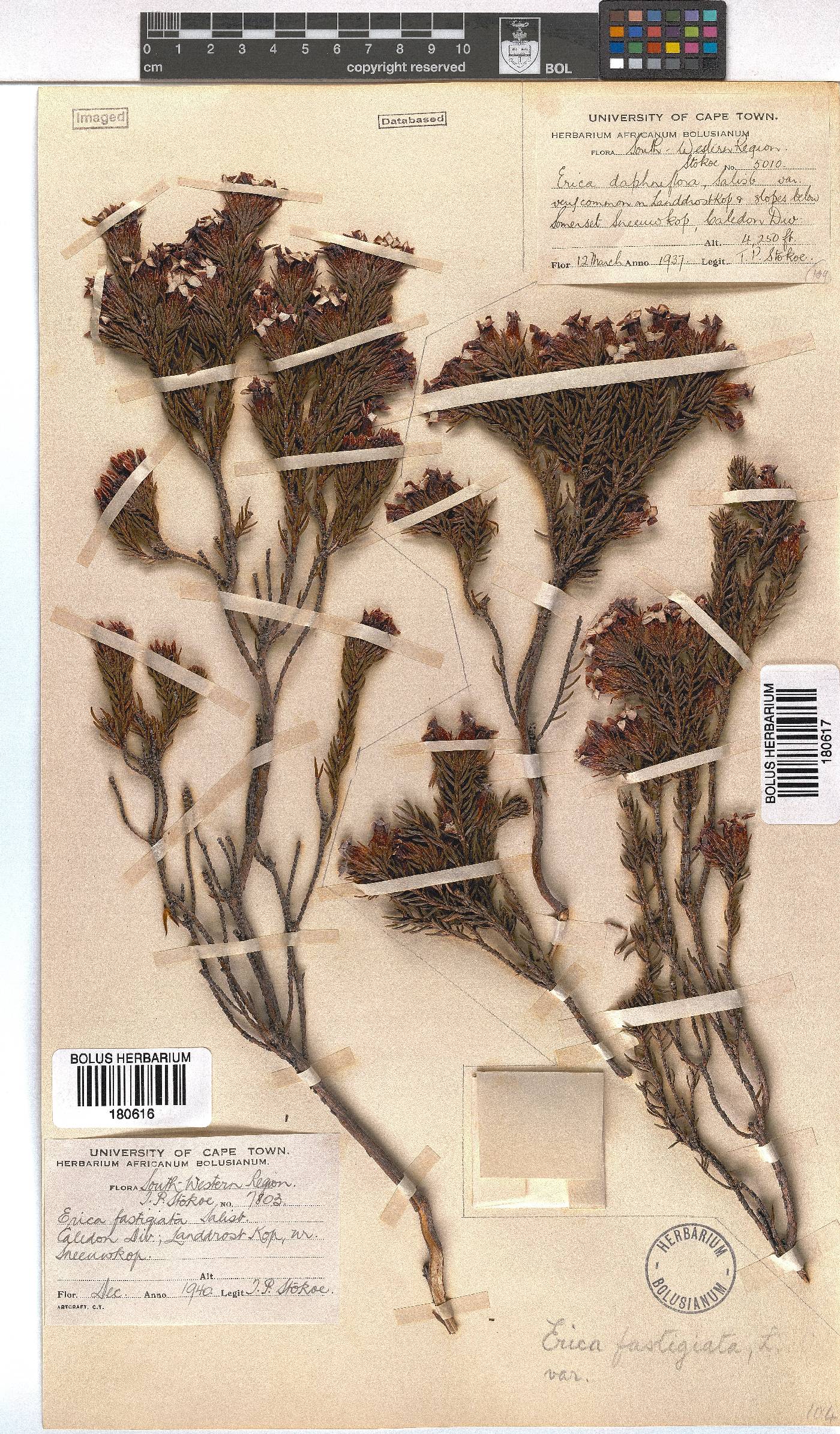 Erica fastigiata image