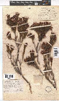 Erica fastigiata image