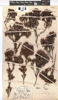 Erica fastigiata image