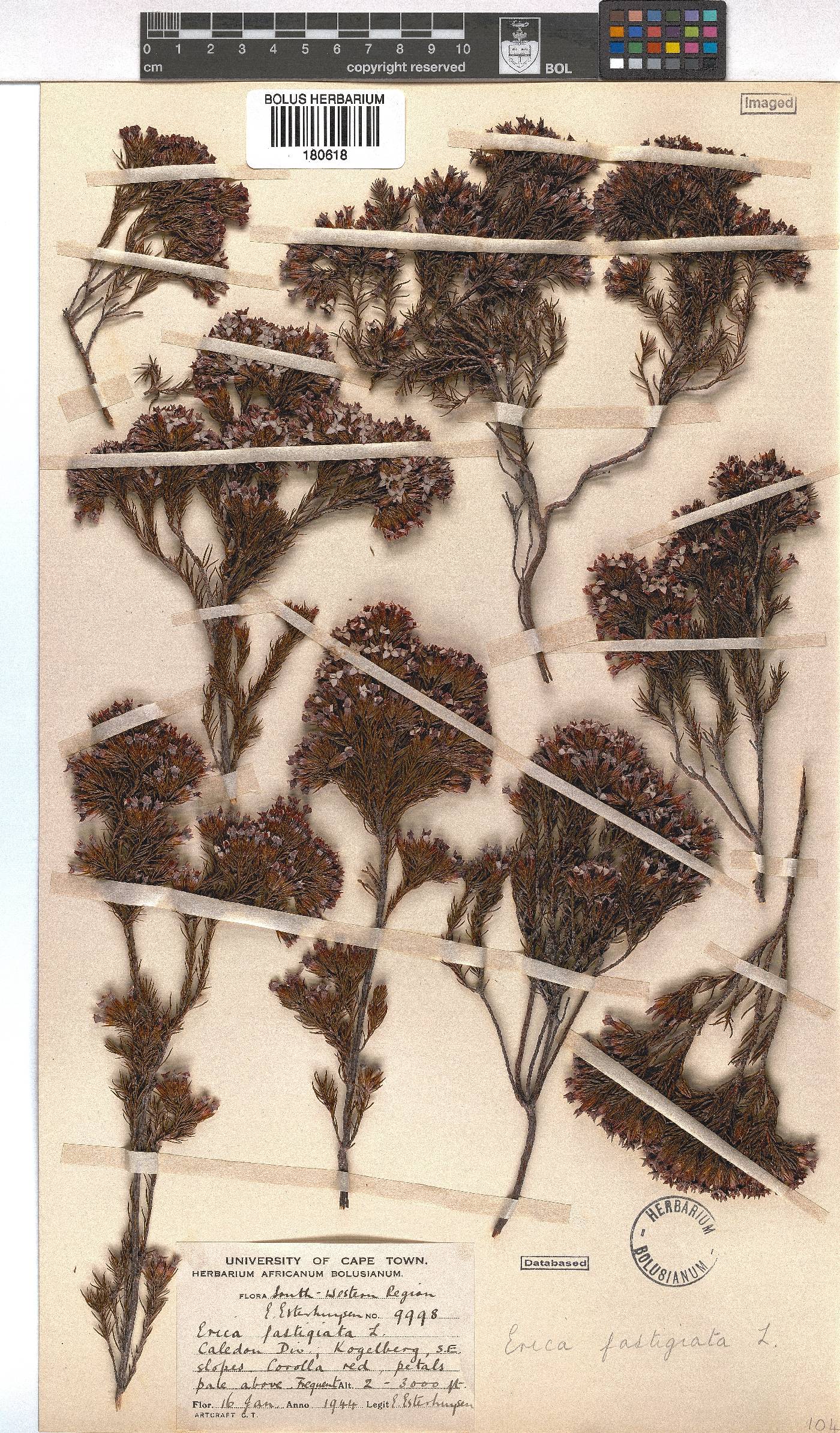 Erica fastigiata image