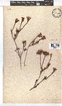 Erica fastigiata image