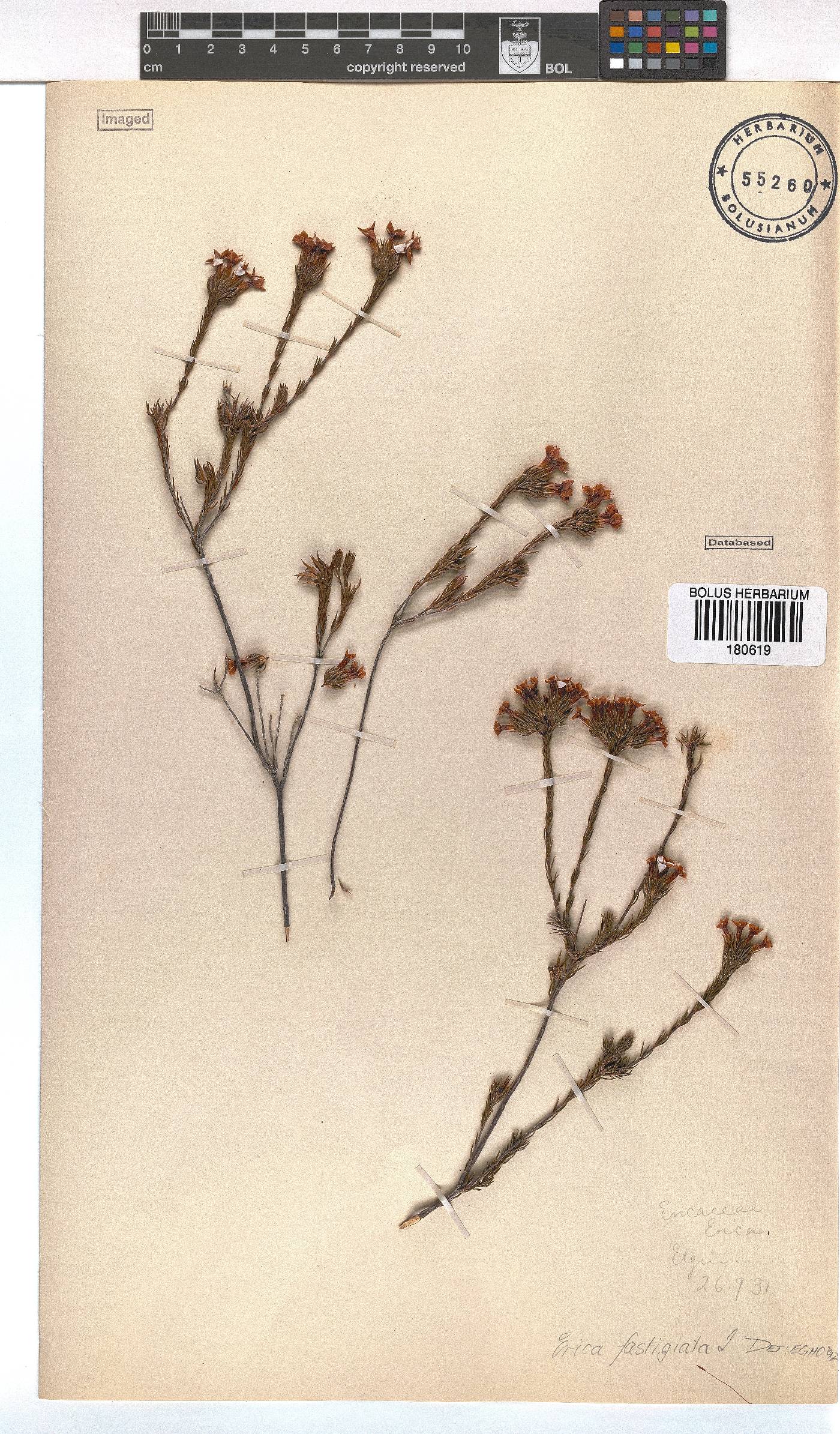Erica fastigiata image