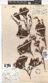 Erica fastigiata image