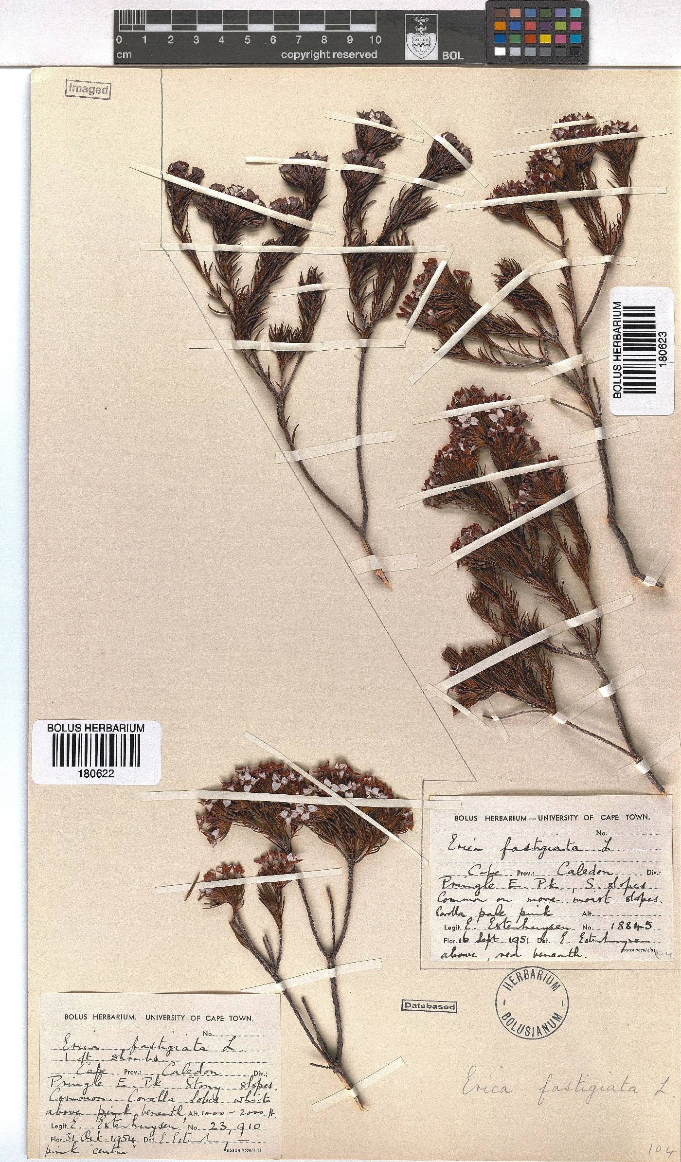 Erica fastigiata image