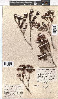 Erica fastigiata image