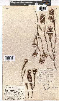 Erica fastigiata image