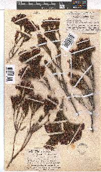 Erica fastigiata image