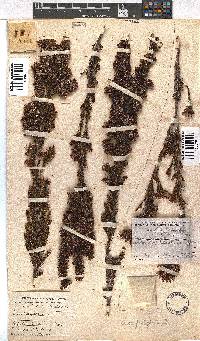 Erica fastigiata image