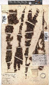 Erica fastigiata image