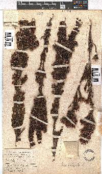 Erica fastigiata image