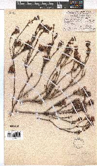 Erica fastigiata image