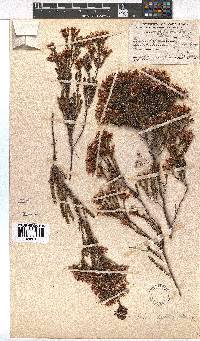 Erica fastigiata image