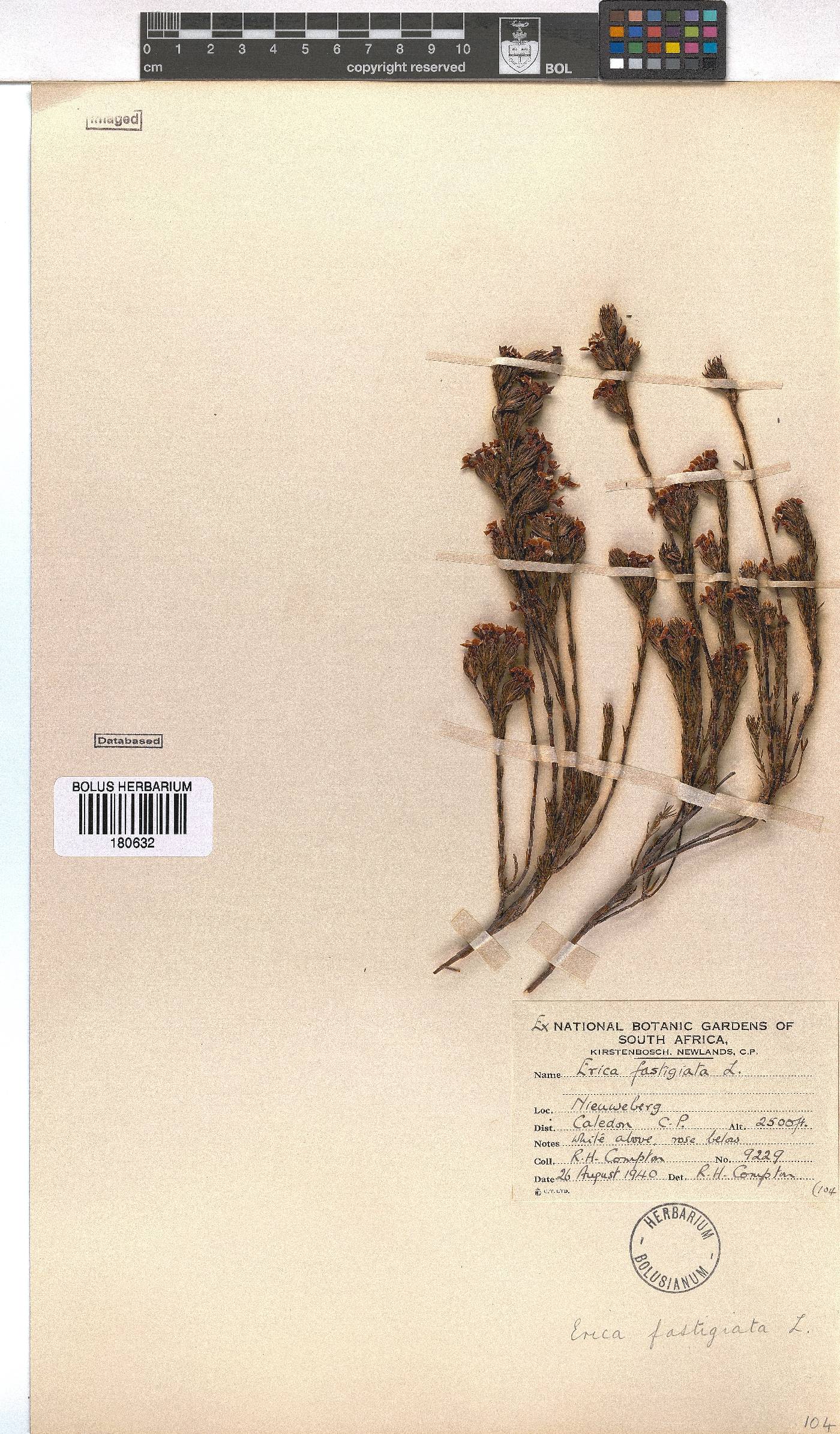 Erica fastigiata image