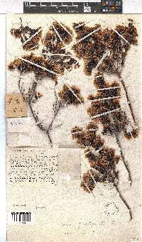 Erica fastigiata image