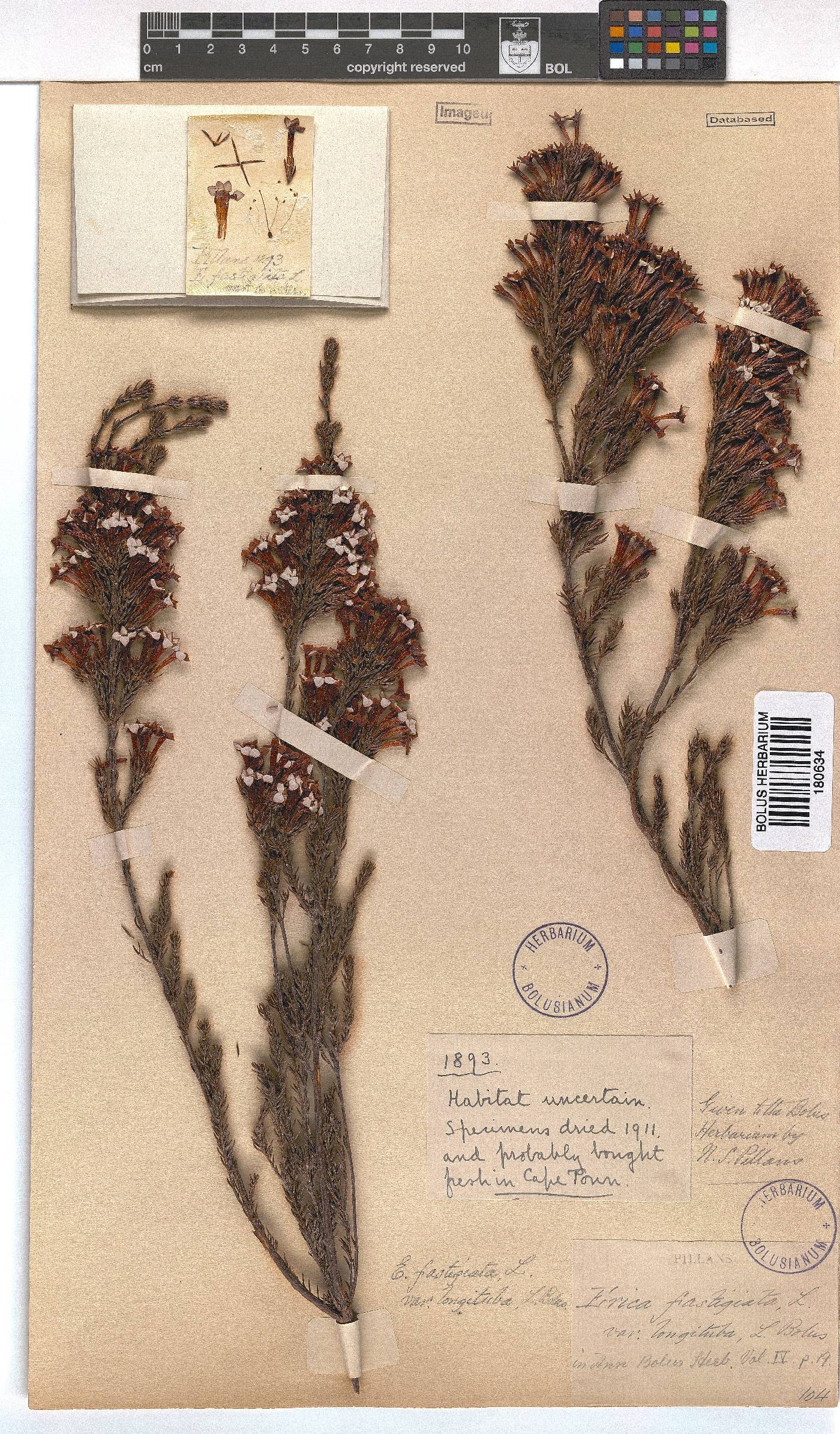 Erica fastigiata var. immaculata image