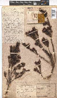 Erica fastigiata image