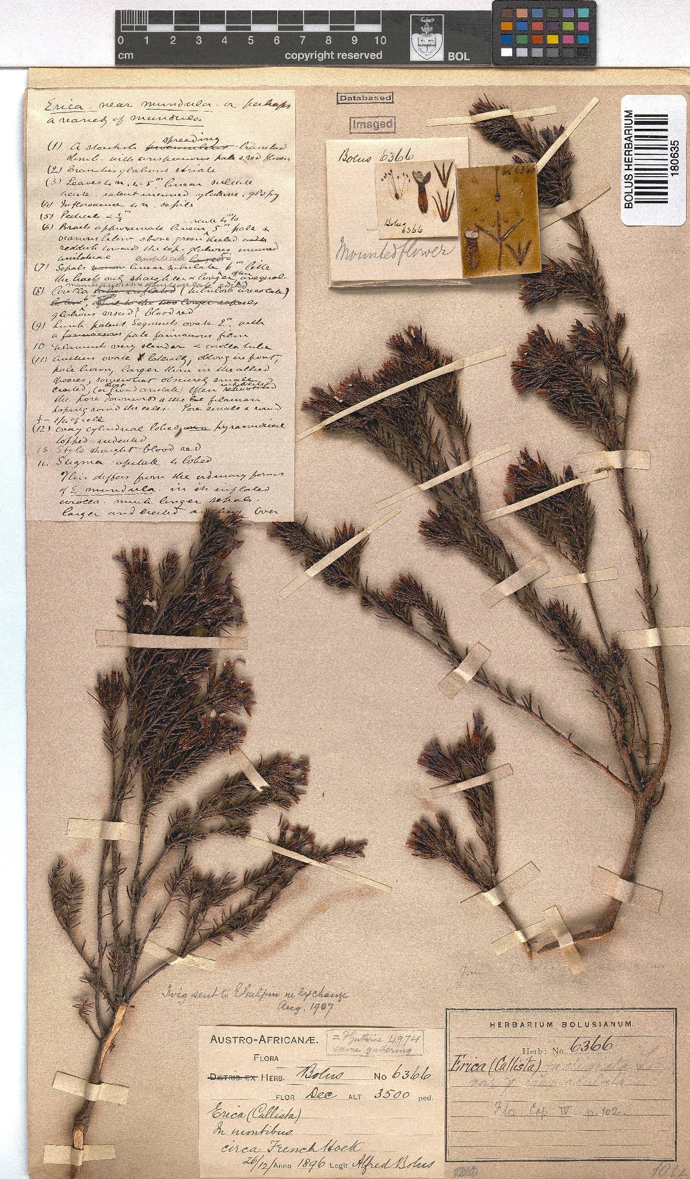 Erica fastigiata var. immaculata image