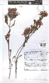 Erica fastigiata var. coventryi image