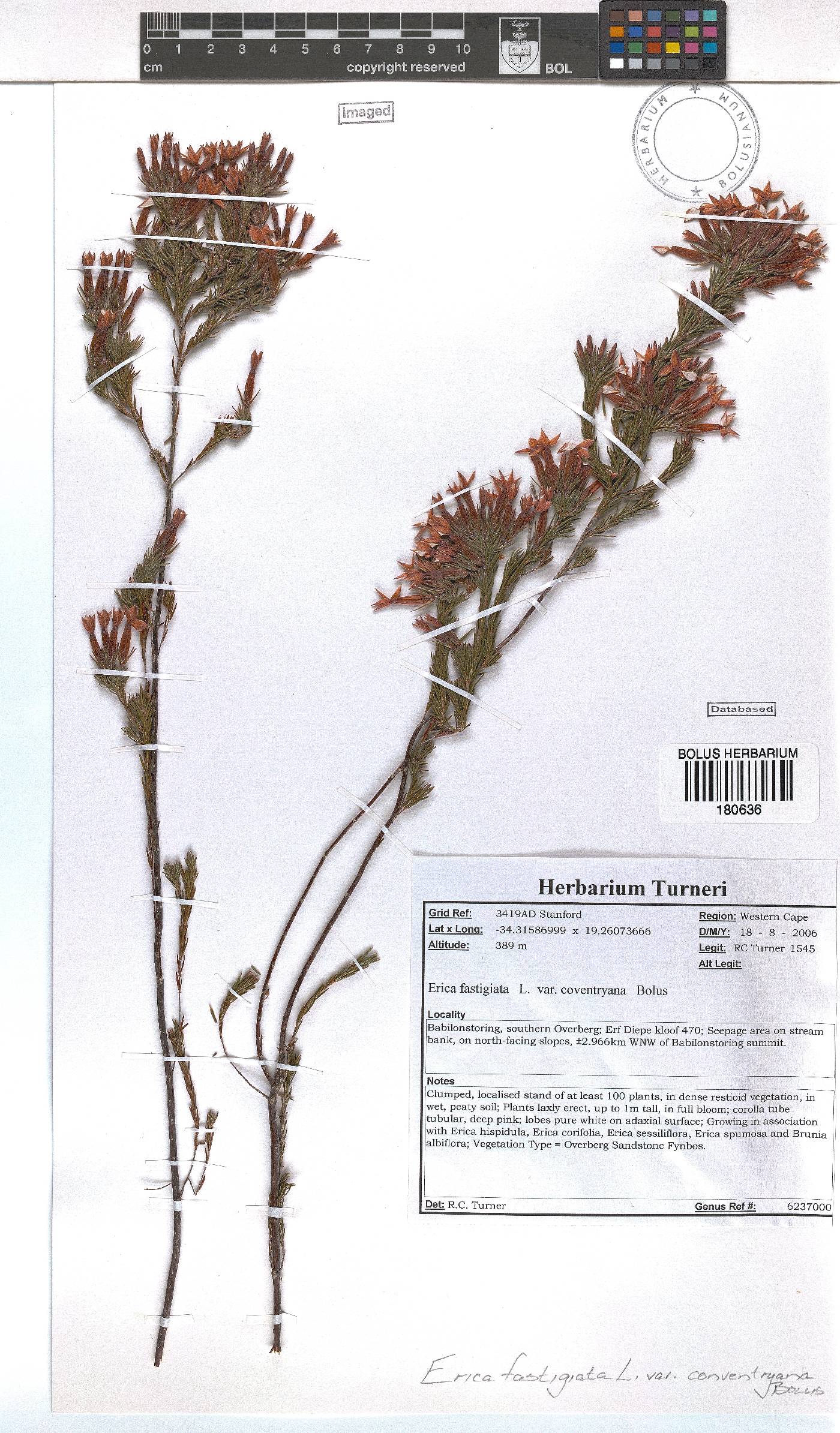 Erica fastigiata image