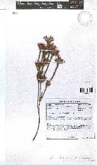 Erica fastigiata var. coventryi image