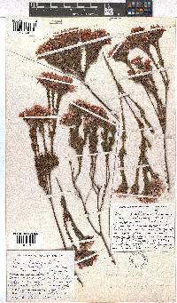 Erica fastigiata var. coventryi image