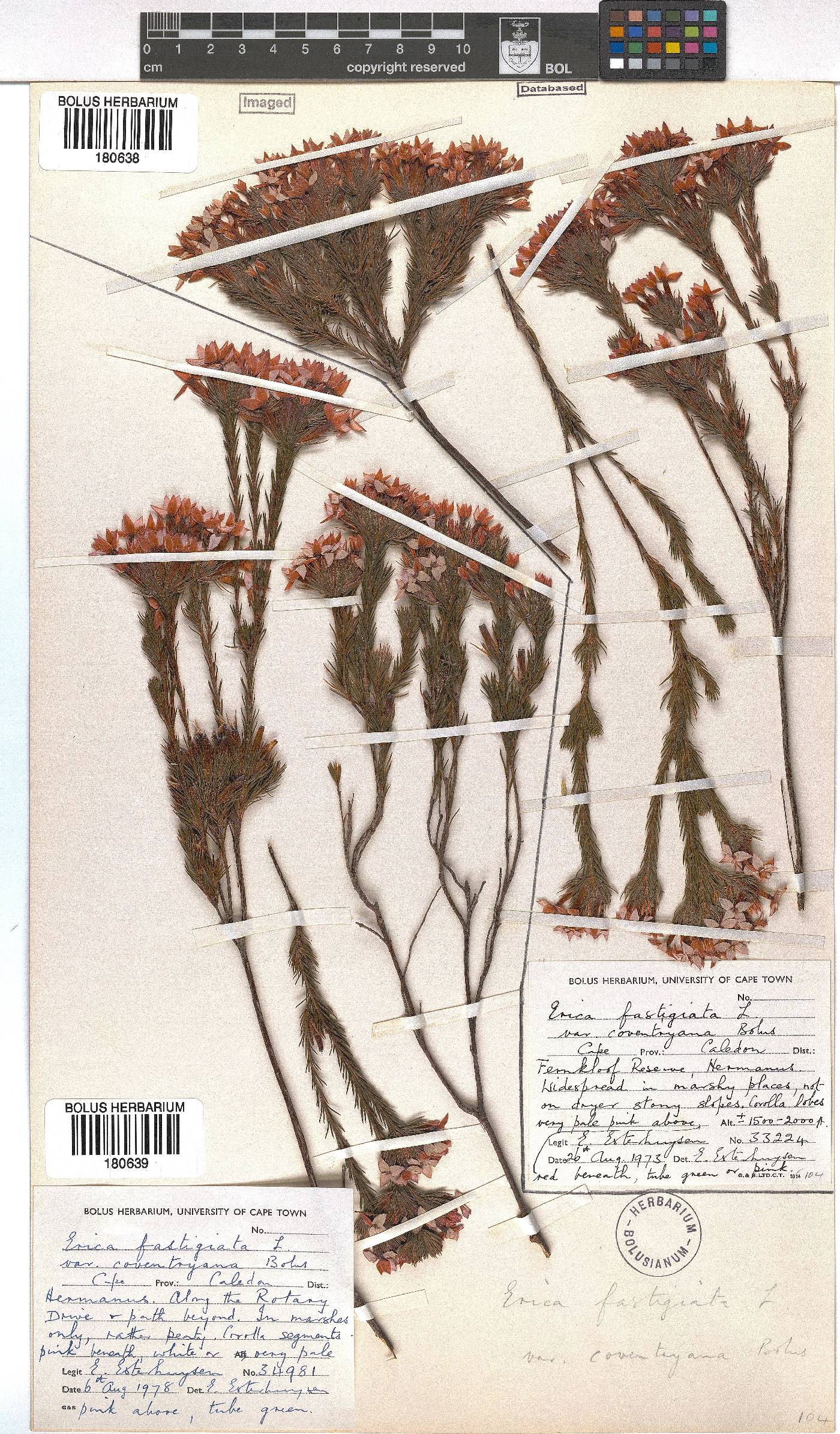 Erica fastigiata image