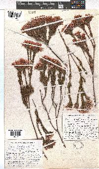 Erica fastigiata var. coventryi image