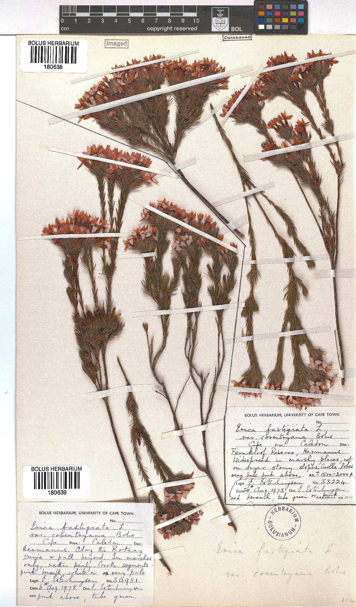 Erica fastigiata var. coventryi image