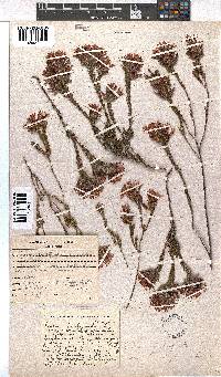 Erica fastigiata image