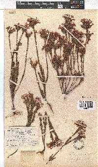 Erica fastigiata var. coventryi image