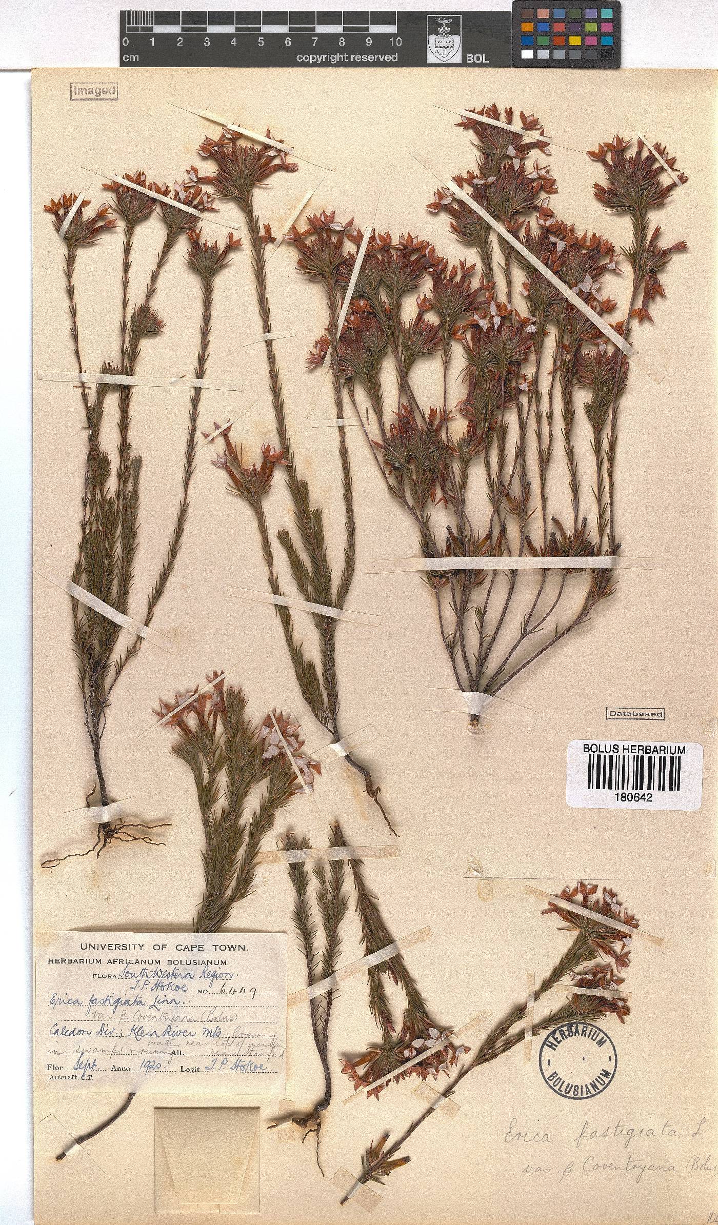Erica fastigiata var. coventryi image