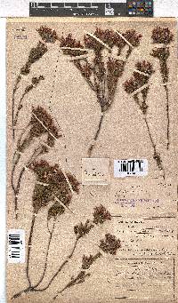 Erica fastigiata var. coventryi image