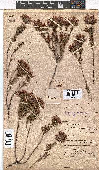 Erica fastigiata var. coventryi image