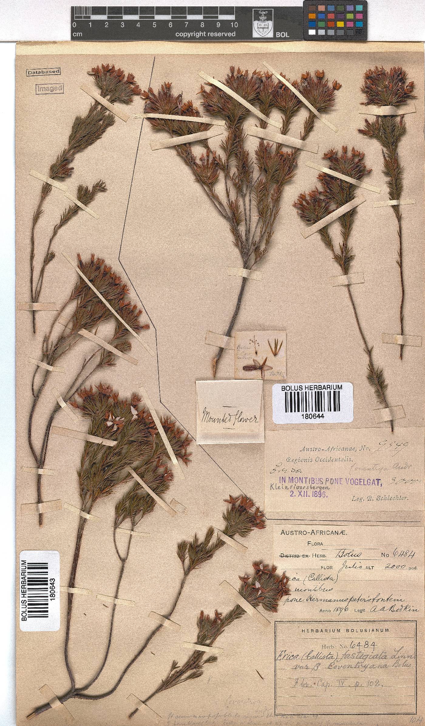 Erica fastigiata var. coventryi image