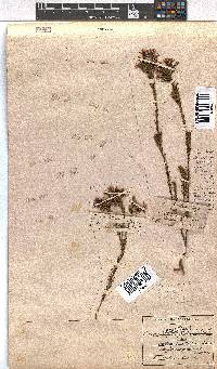 Erica fastigiata var. coventryi image