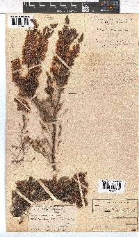 Erica transparens image