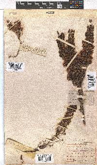 Erica transparens image