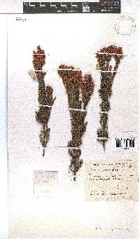 Erica transparens image