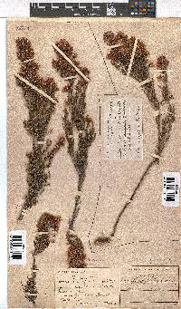 Erica transparens image