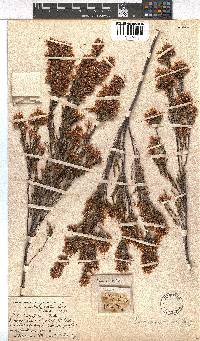 Erica transparens image