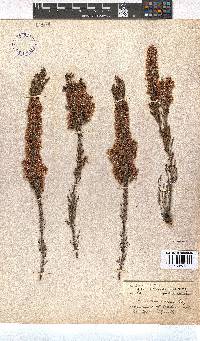 Erica transparens image