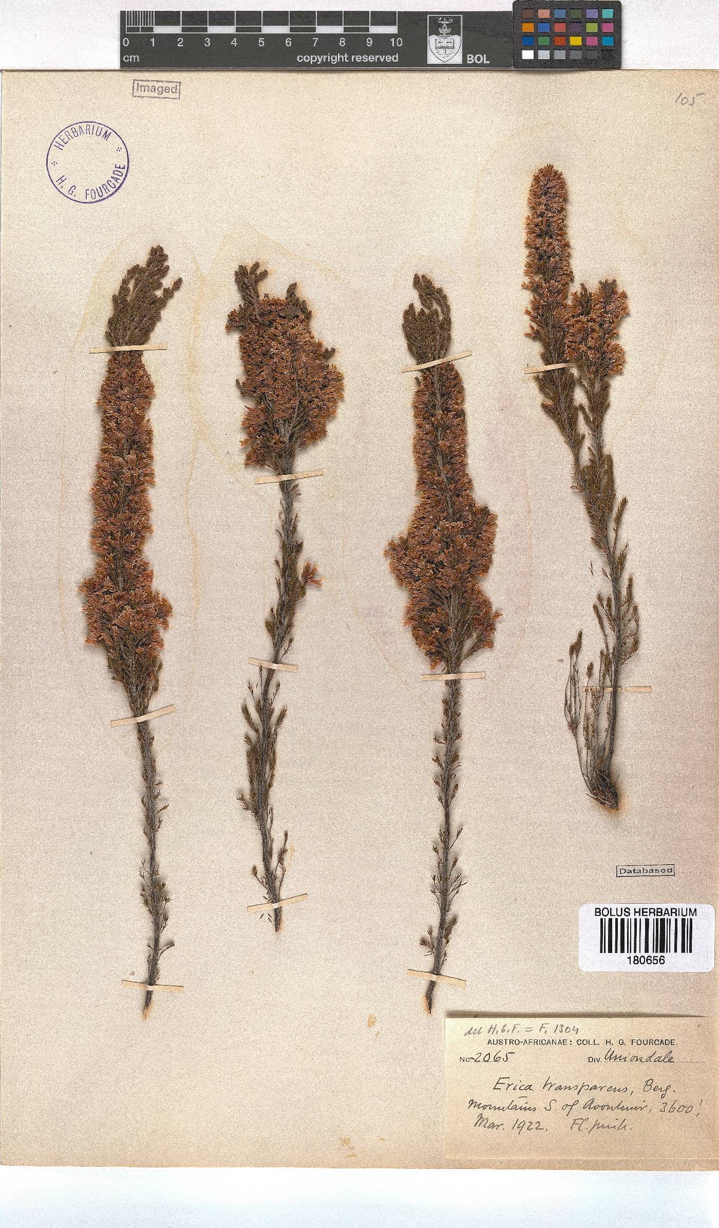 Erica transparens image