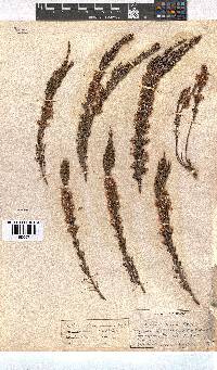 Erica transparens image