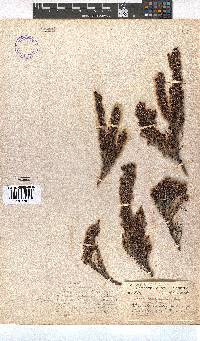 Erica transparens image