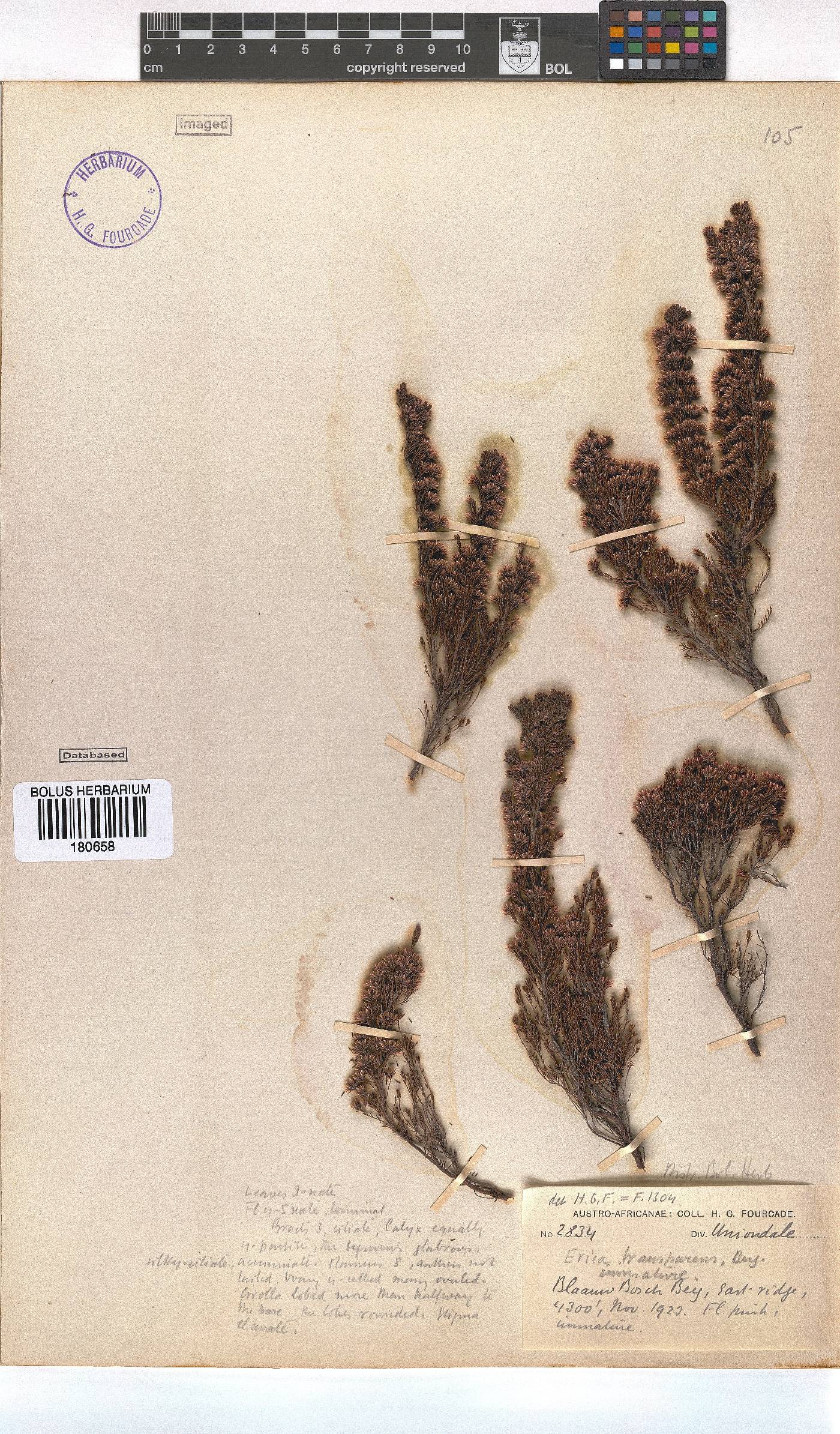 Erica transparens image