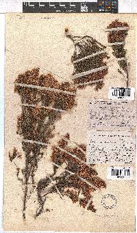 Erica transparens image