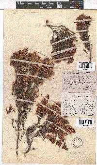 Erica transparens image