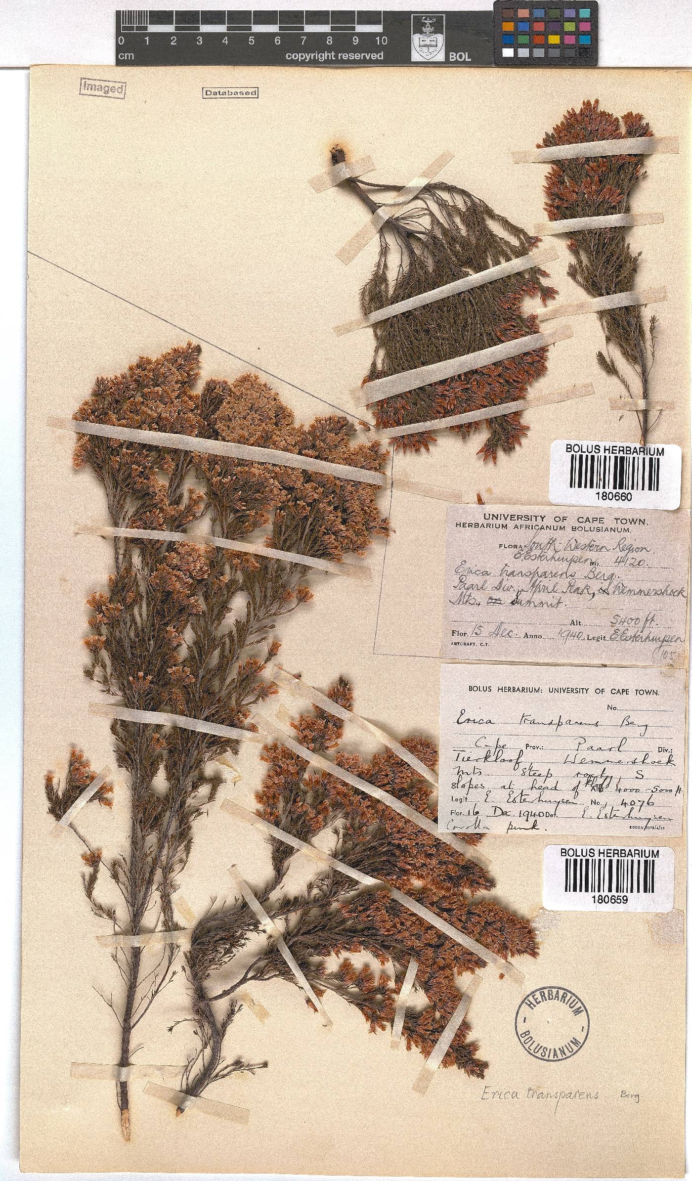 Erica transparens image